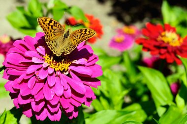 Gümüş yıkadım fritillary