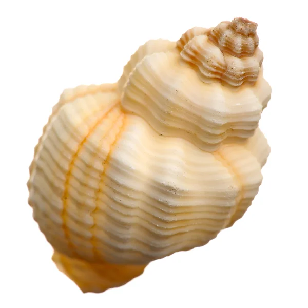 Sea shell isolerade — Stockfoto