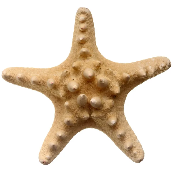 Estrella de mar en detalle —  Fotos de Stock