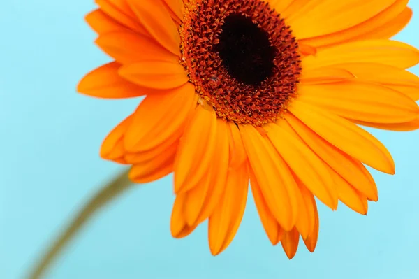 Orange daisy blomman — Stockfoto