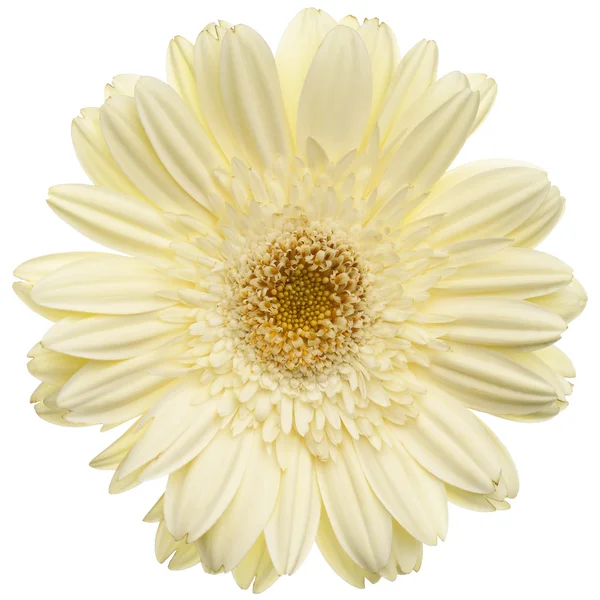 Fehér százszorszép virág — Stock Fotó