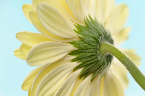 Gerbera fleur blanche — Photo