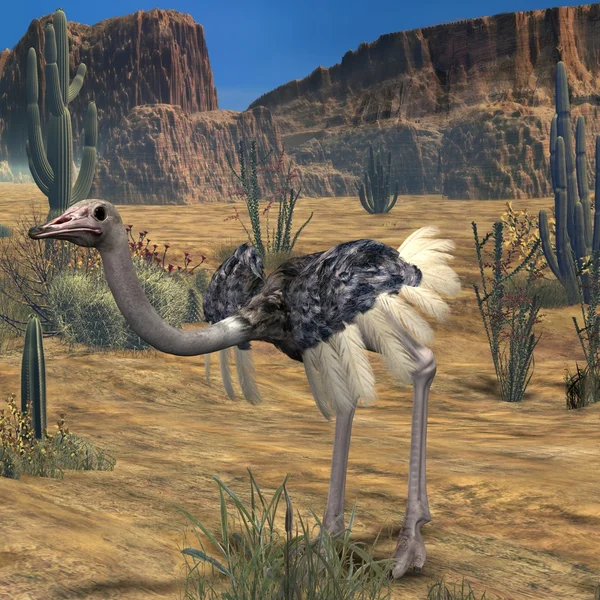 Ostrich-3D Animal Stock Image