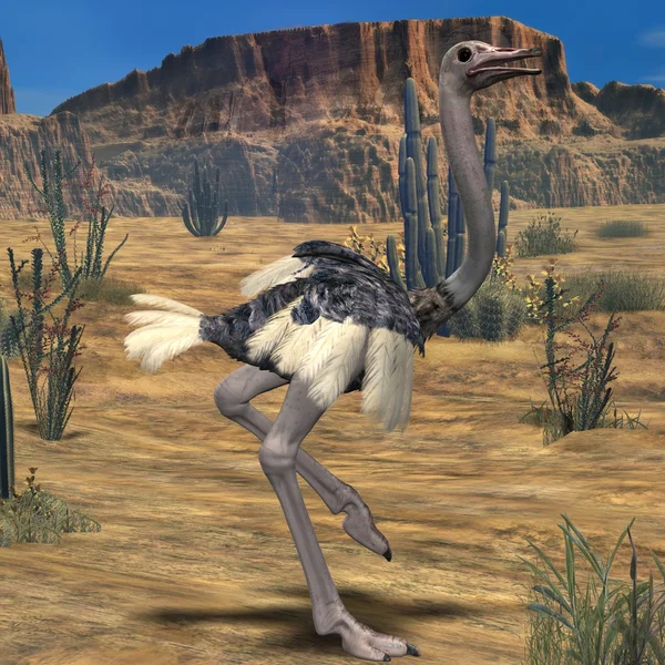 Ostrich-3D Animal Stock Photo