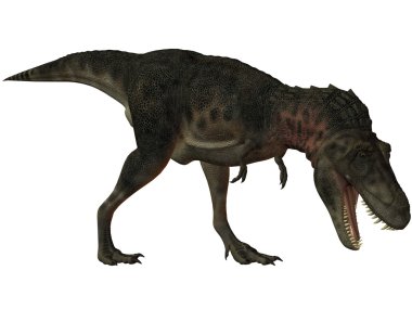 tarbosaurus Batur-3d dinazor