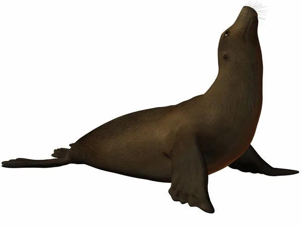 Seal 3D — Stock Photo, Image