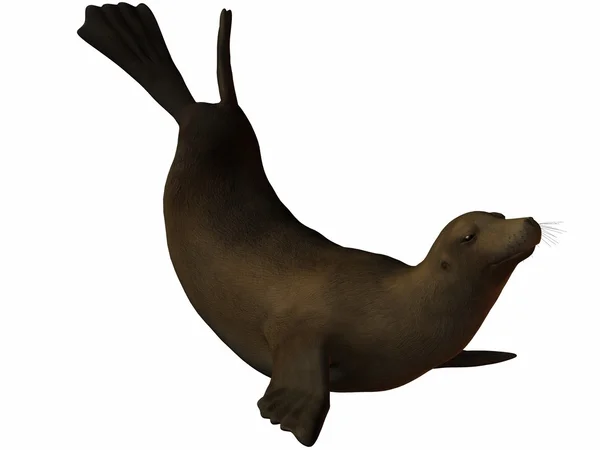 stock image Seal 3D