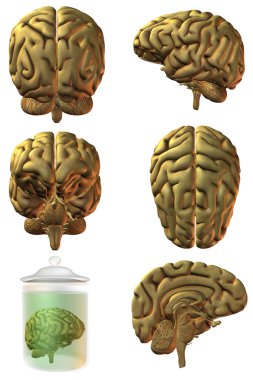 3D insan beyni