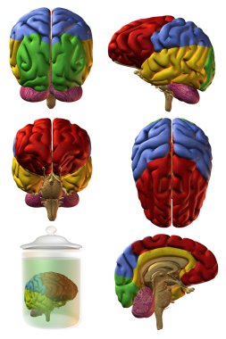 3D Human Brain clipart