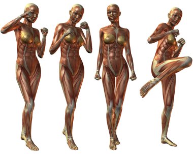 Female Human Body Anatomy clipart