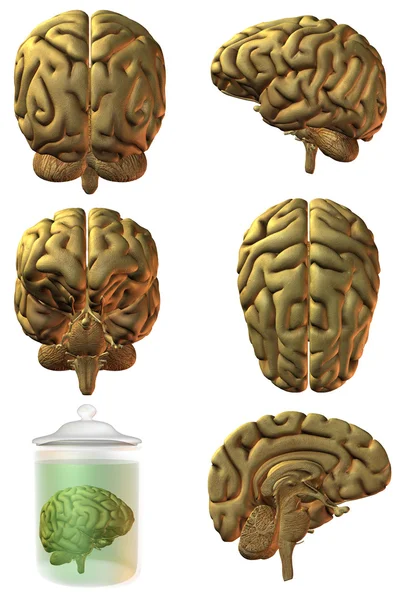 stock image 3D Human Brain