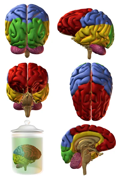 3 d の人間の脳 — ストック写真