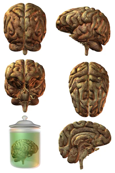 3 d の人間の脳 — ストック写真