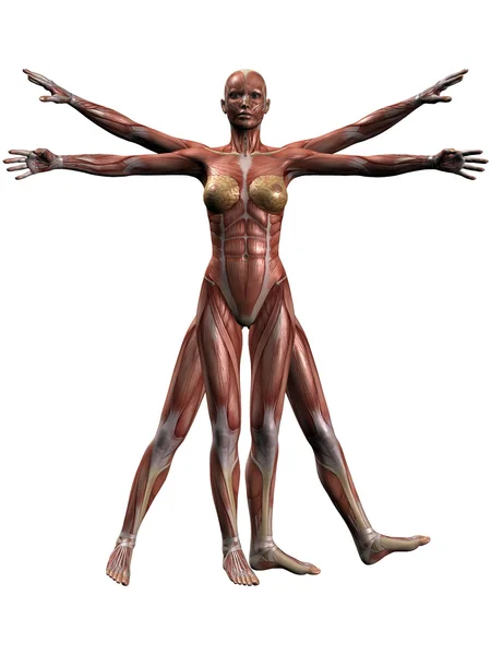 Női emberi test anatómiája — Stock Fotó