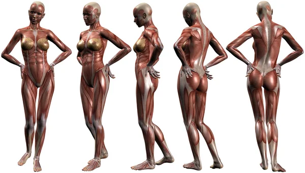 Жіночий організм людини Анатомія — стокове фото