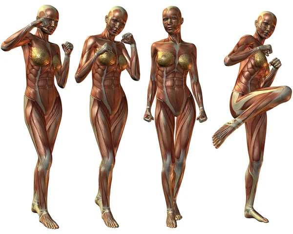 Anatomia do corpo humano feminino — Fotografia de Stock