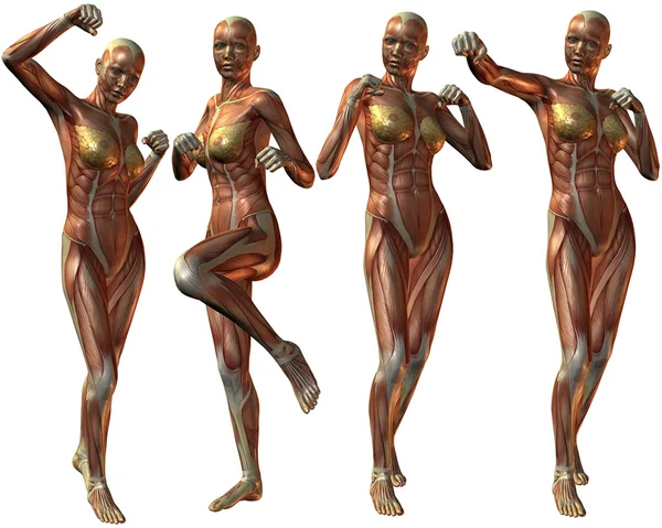 Vrouwelijke menselijk lichaam anatomie — Stockfoto