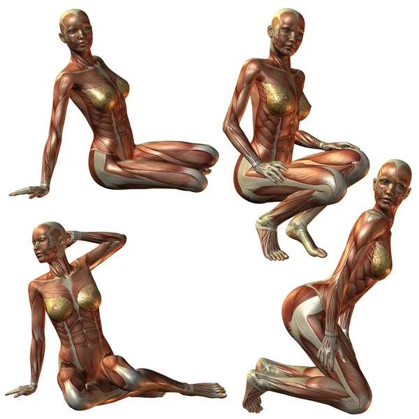 Vrouwelijke menselijk lichaam anatomie — Stockfoto