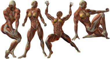 Dişi insan vücut geliştirmeci anatomisi