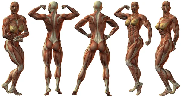 Női emberi testépítő anatómia — Stock Fotó