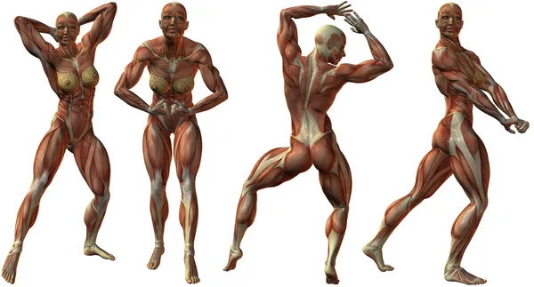 Női emberi testépítő anatómia — Stock Fotó