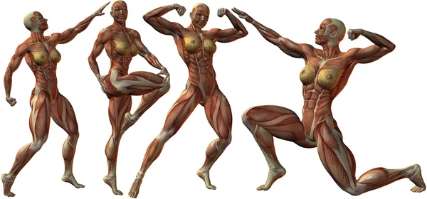 Vrouwelijke bodybuilder van menselijke anatomie — Stockfoto