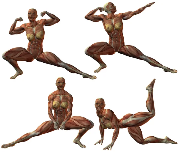 Vrouwelijke bodybuilder van menselijke anatomie — Stockfoto