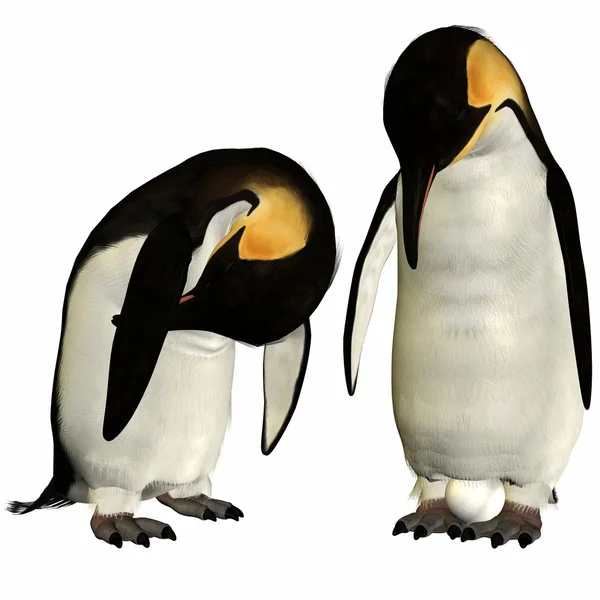 Пінгвін — стокове фото