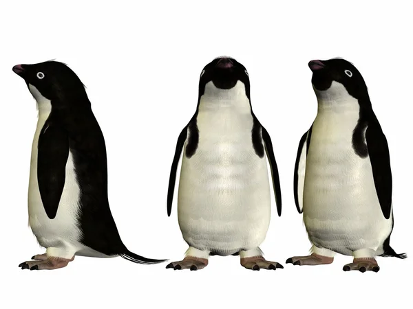 Πιγκουίνος — Φωτογραφία Αρχείου