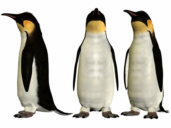 stock image Penguin