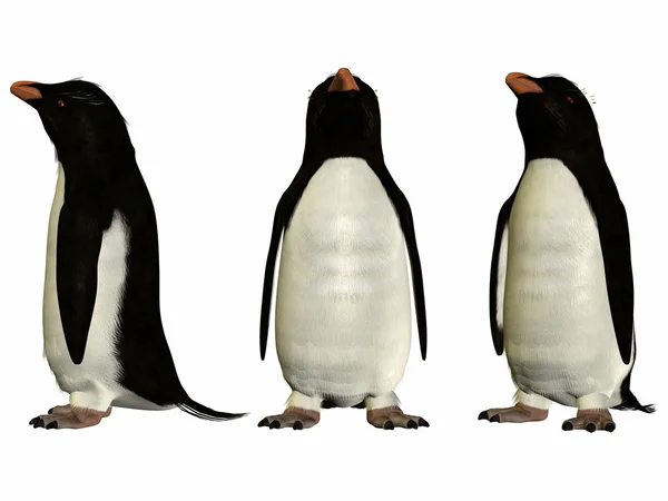 stock image Penguin