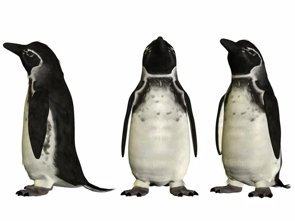 Pingüino — Foto de Stock