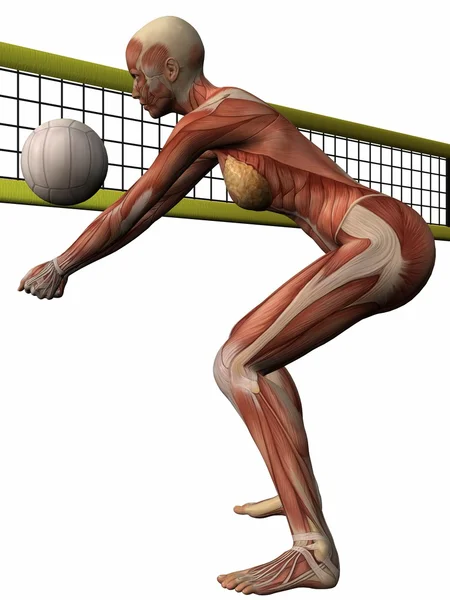Женское анатомическое тело - волейбол — стоковое фото