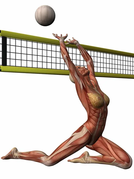 Ženské anatomické tělo - volejbal — Stock fotografie