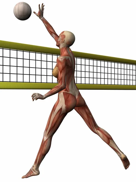 Weiblicher anatomischer Körper - Volleyball — Stockfoto