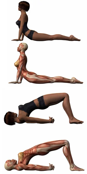 Női anatómiai test - jóga — Stock Fotó