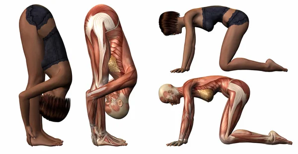 Ženské anatomické tělo - jóga — Stock fotografie