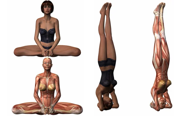 Cuerpo anatómico femenino - Yoga —  Fotos de Stock