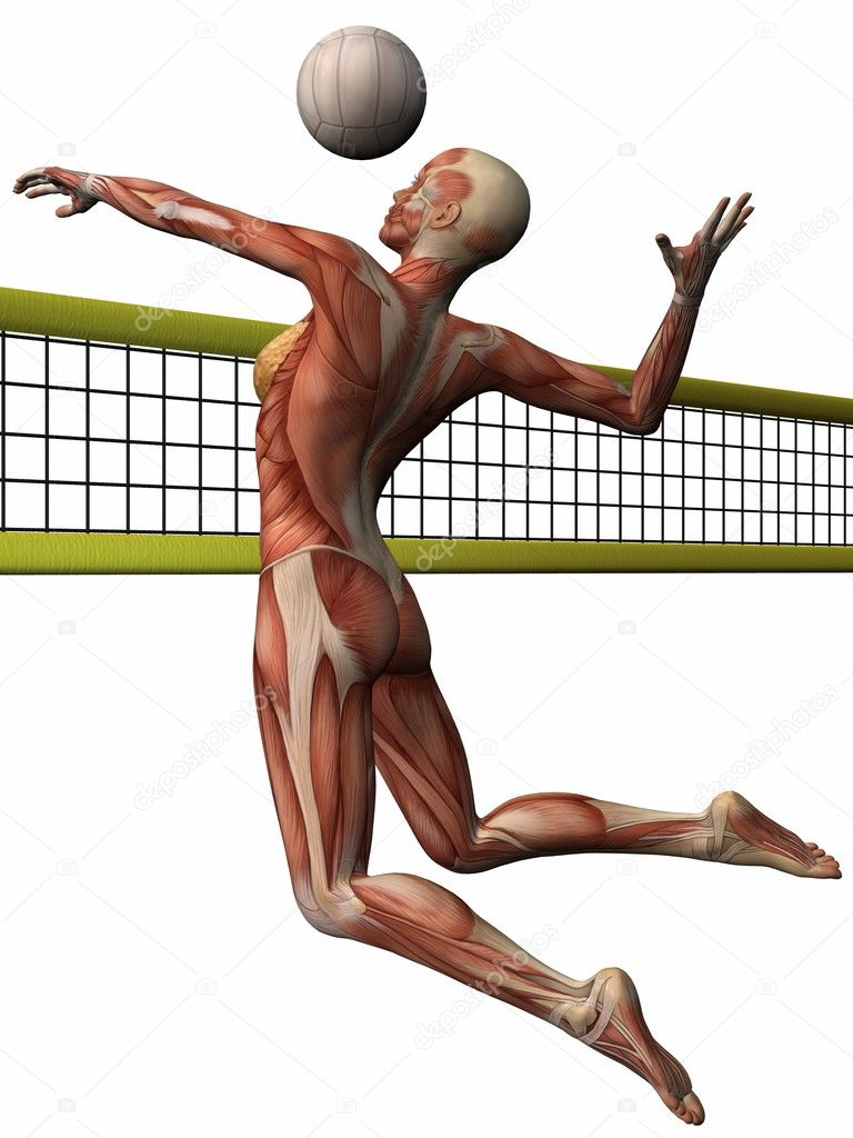 Female Anatomic Body - Volleyball