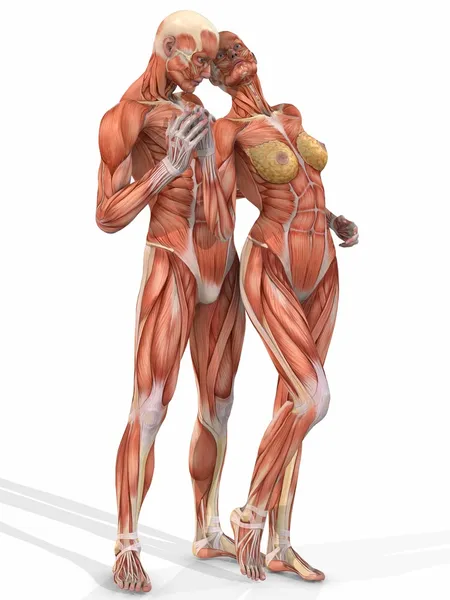 Cuerpo anatómico femenino y masculino - Pareja —  Fotos de Stock