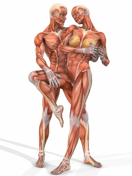 Female and Male Anatomic Body - Couple — Stock Photo, Image