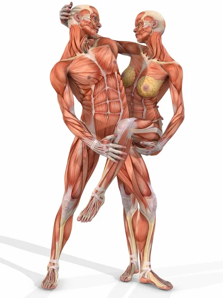 Corpo anatômico feminino e masculino - Casal — Fotografia de Stock