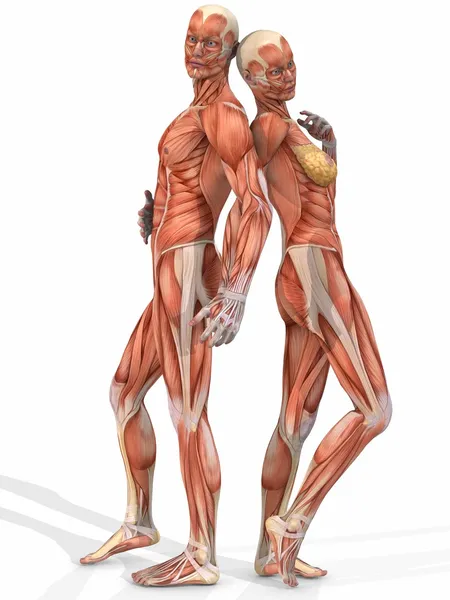 Corps anatomique féminin et masculin - Couple — Photo