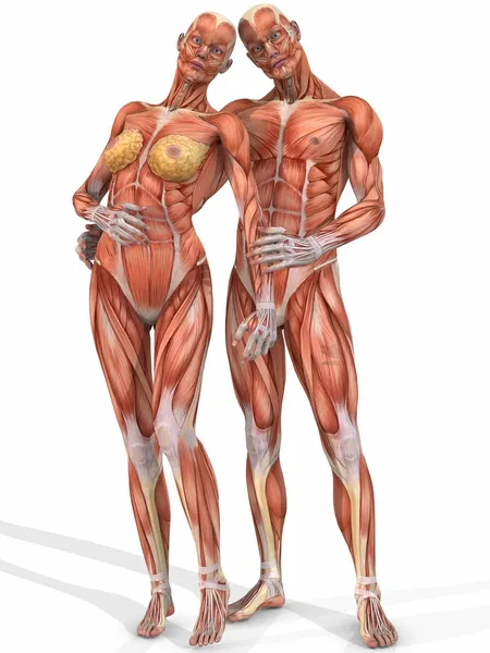 女性と男性の解剖学的体 - カップル — ストック写真