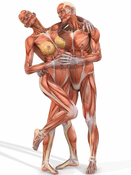 Female and Male Anatomic Body - Couple — Stock Photo, Image