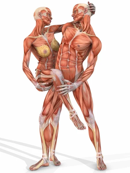 Cuerpo anatómico femenino y masculino - Pareja — Foto de Stock