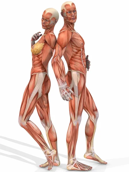 Kvinnliga och manliga anatomiska kroppen - par — Stockfoto