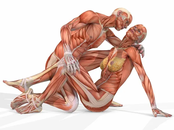 Жіноче і чоловіче анатомічне тіло пара — стокове фото