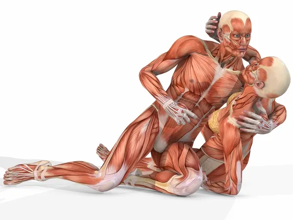 Vrouwelijke en mannelijke anatomische lichaam - paar — Stockfoto