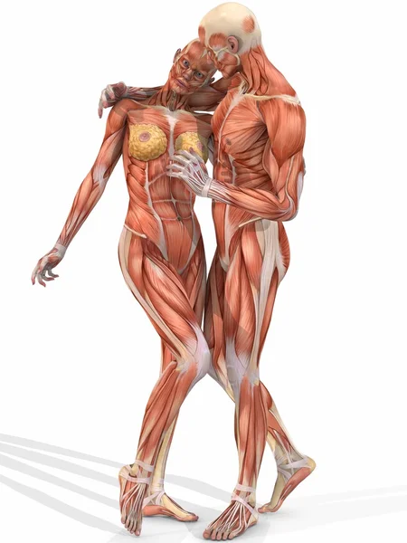 女性和男性解剖尸体-夫妇 — 图库照片